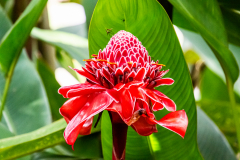 A4-7946a, Australia travel stock photography, flower