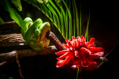 A4-8029a, Australia travel stock photography, Kuranda