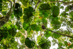 A4-8125a, Australia travel stock photography, Daintree Rainforest