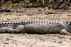 A4-8261a, Australia travel stock photography, saltwater crocodile