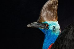 A4-8453, Australia travel stock photography, cassowary