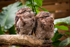 A4-8468, Australia travel stock photography, owls