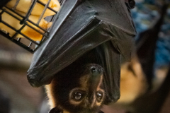 A4-8550, Australia travel stock photography, flying fox