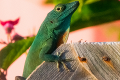 B2-6026, Bermuda travel stock photography