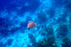 B3-1130006, Bonaire nature stock photography