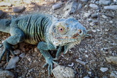 B3-1150228, Bonaire nature stock photography