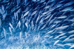 B3-1201179, Bonaire nature stock photography