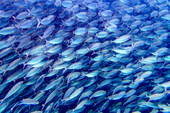 B3-1201180, Bonaire nature stock photography