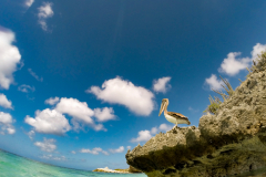 B3-1977, Bonaire nature stock photography