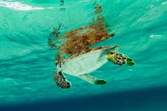 B3-2235, Bonaire nature stock photography