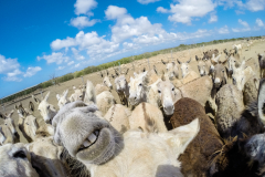 B3-2349, Bonaire nature stock photography