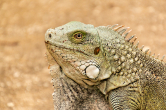 B3-6917, Bonaire nature stock photography