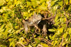 B3-7024, Bonaire nature stock photography