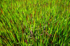 C2-2769, Canada travel stock photography