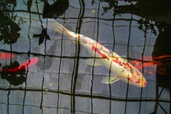 C2-3249, Canada travel stock photography