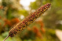 C2-4839, Canada travel stock photography