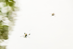 C2-4892, Canada travel stock photography