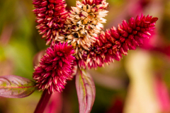 C2-4897, Canada travel stock photography