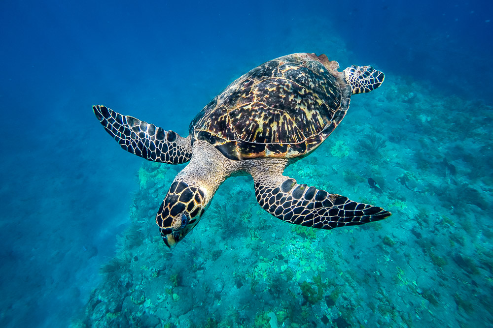 Photo of Hawksbill sea turtle, Saba Caribbean stock photography website