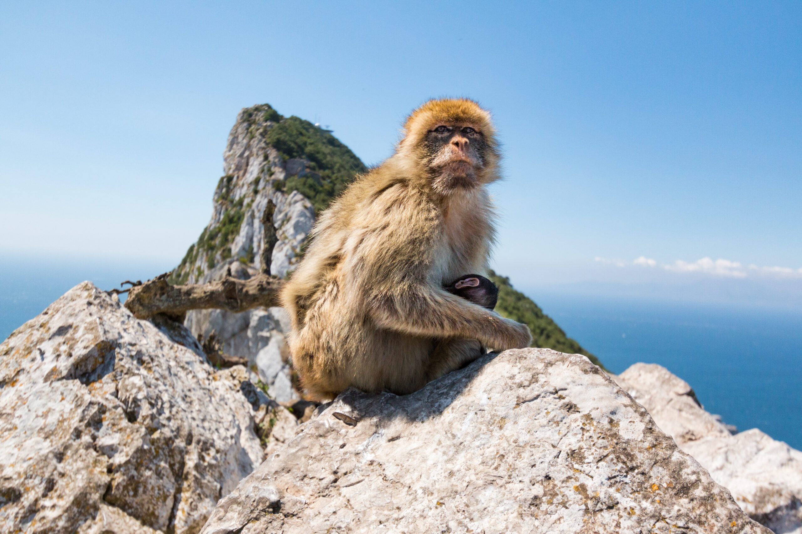 Photo of Barbary macaque in Gibraltar travel stock photography website