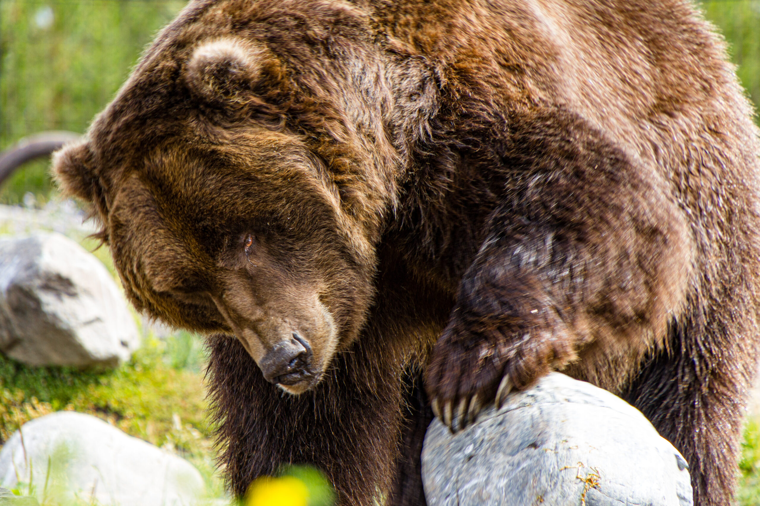 Photo of grizzly bear in Montana nature stock photography website