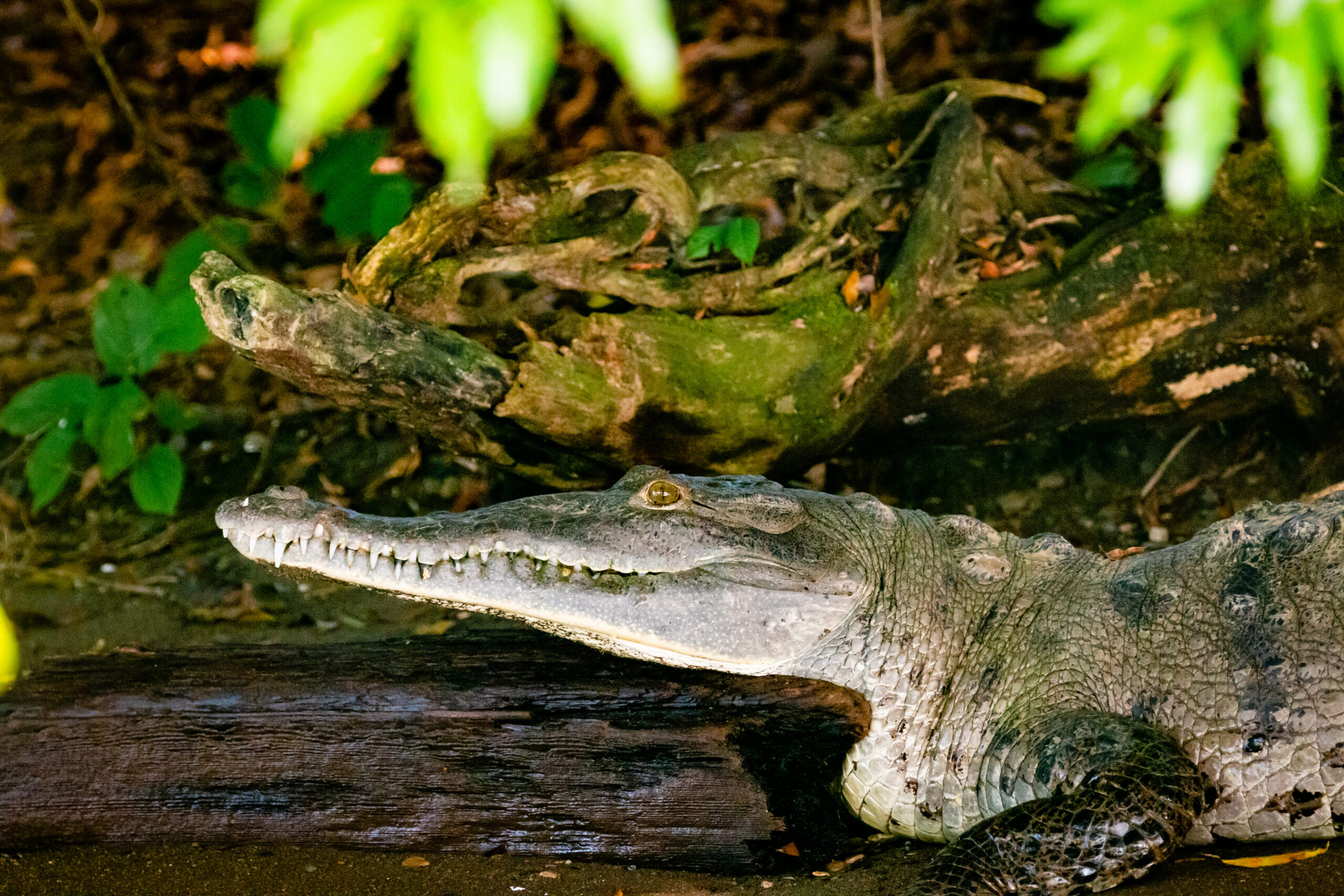 Photo of crocodile in Panama Canal from Panama travel stock photography website