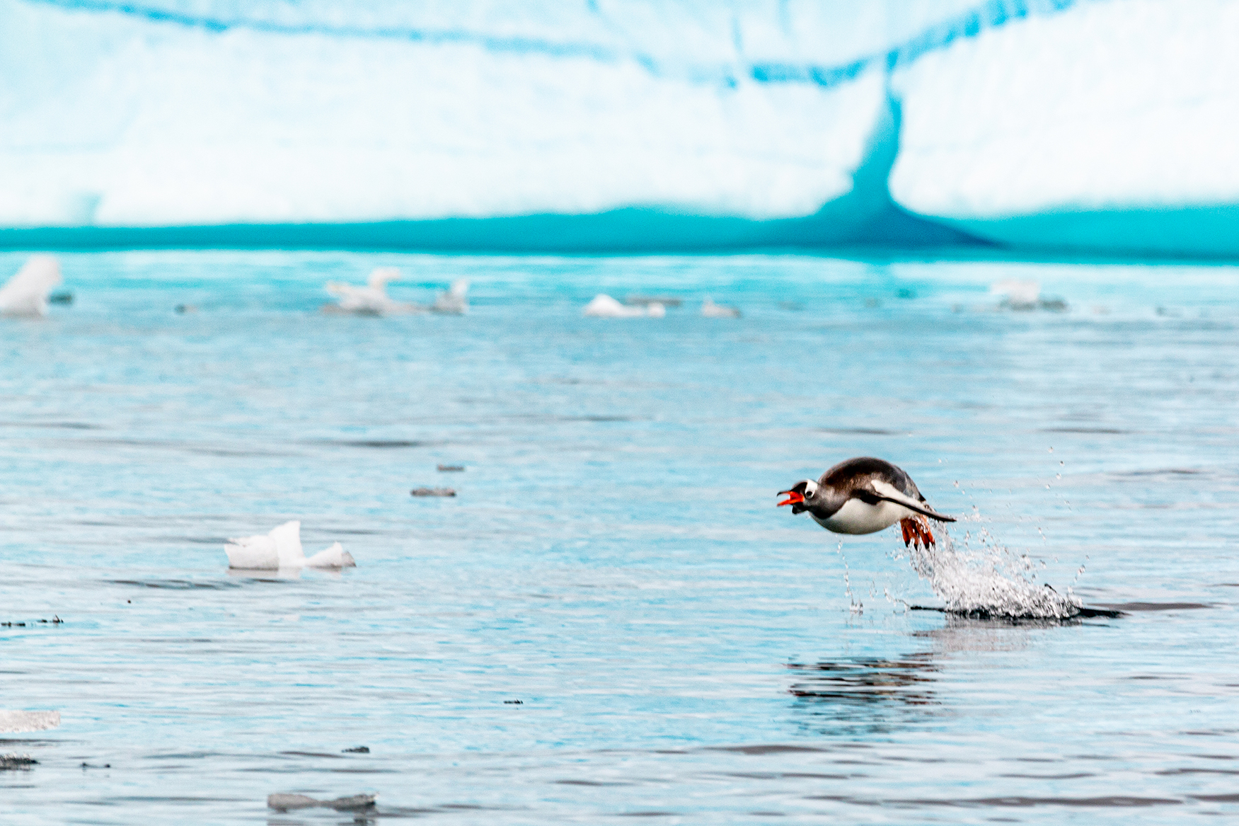 Photo of penguin jumping from Antarctica nature stock photography website