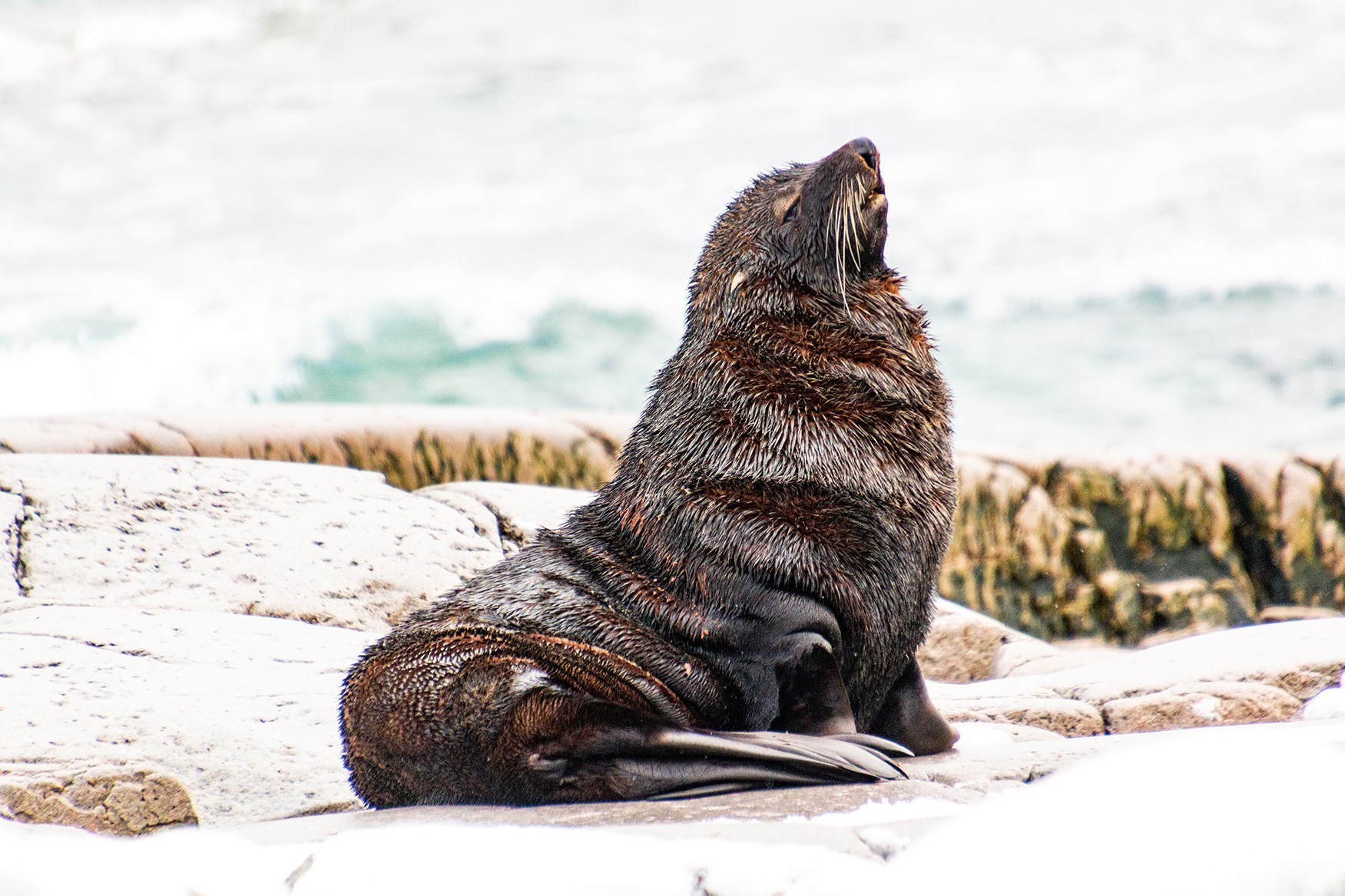 Photo of fur seal in Antarctica nature stock photography website